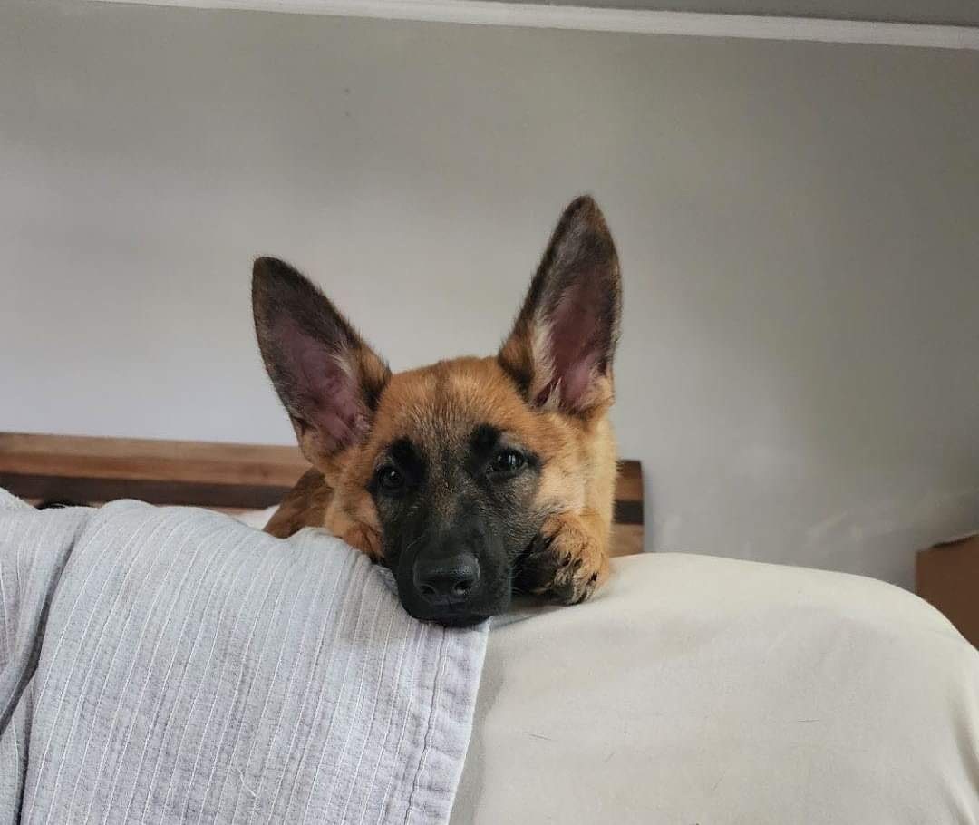 Nala, a Adoptable mixed breed in Seattle, WA image 5/5