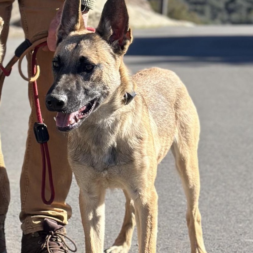 Baldur, ADOPTABLE, Young Male German Shepherd Dog & Belgian Shepherd / Malinois.