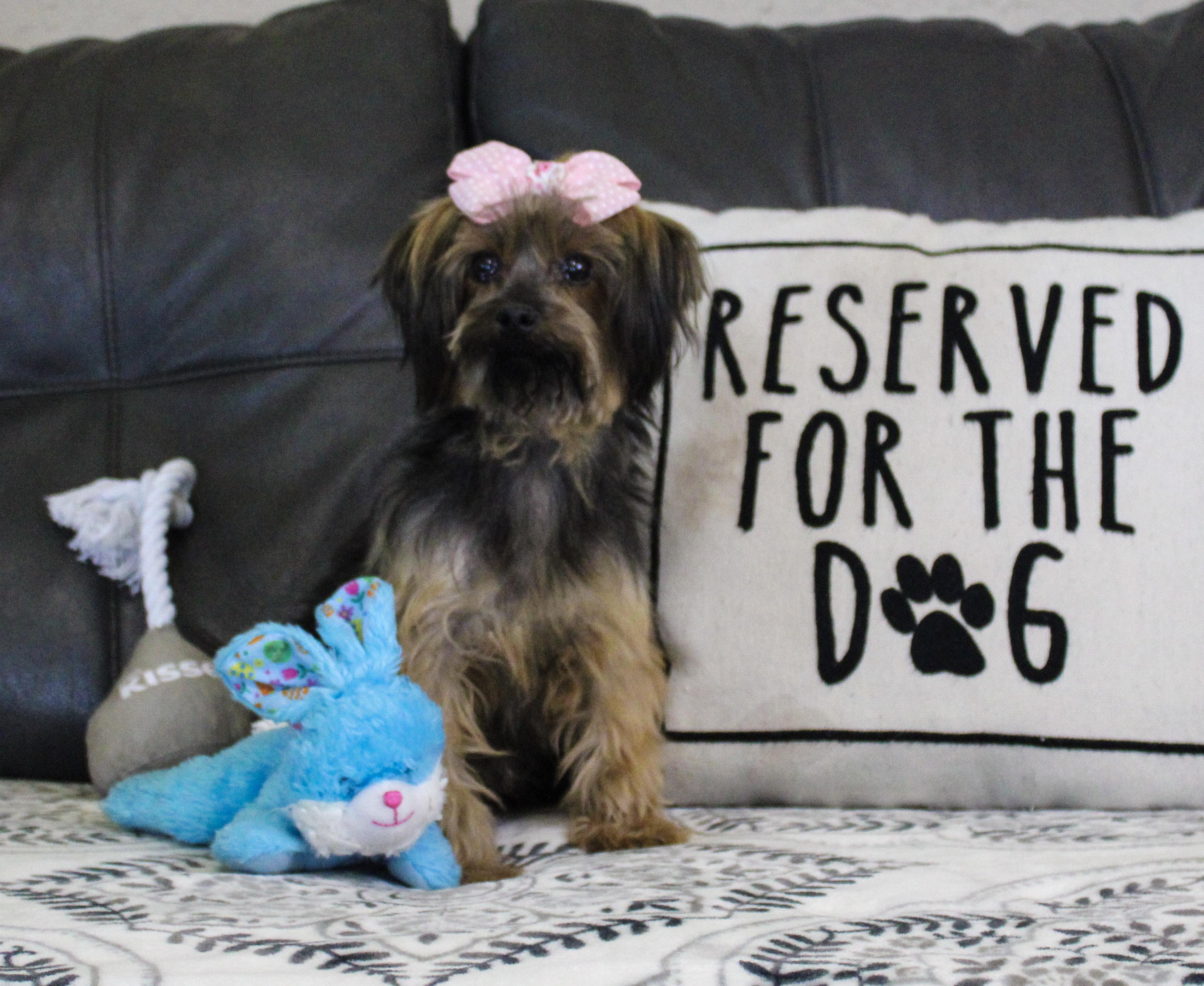 Bibi Dahl, adoptable, Senior Female Yorkshire Terrier.