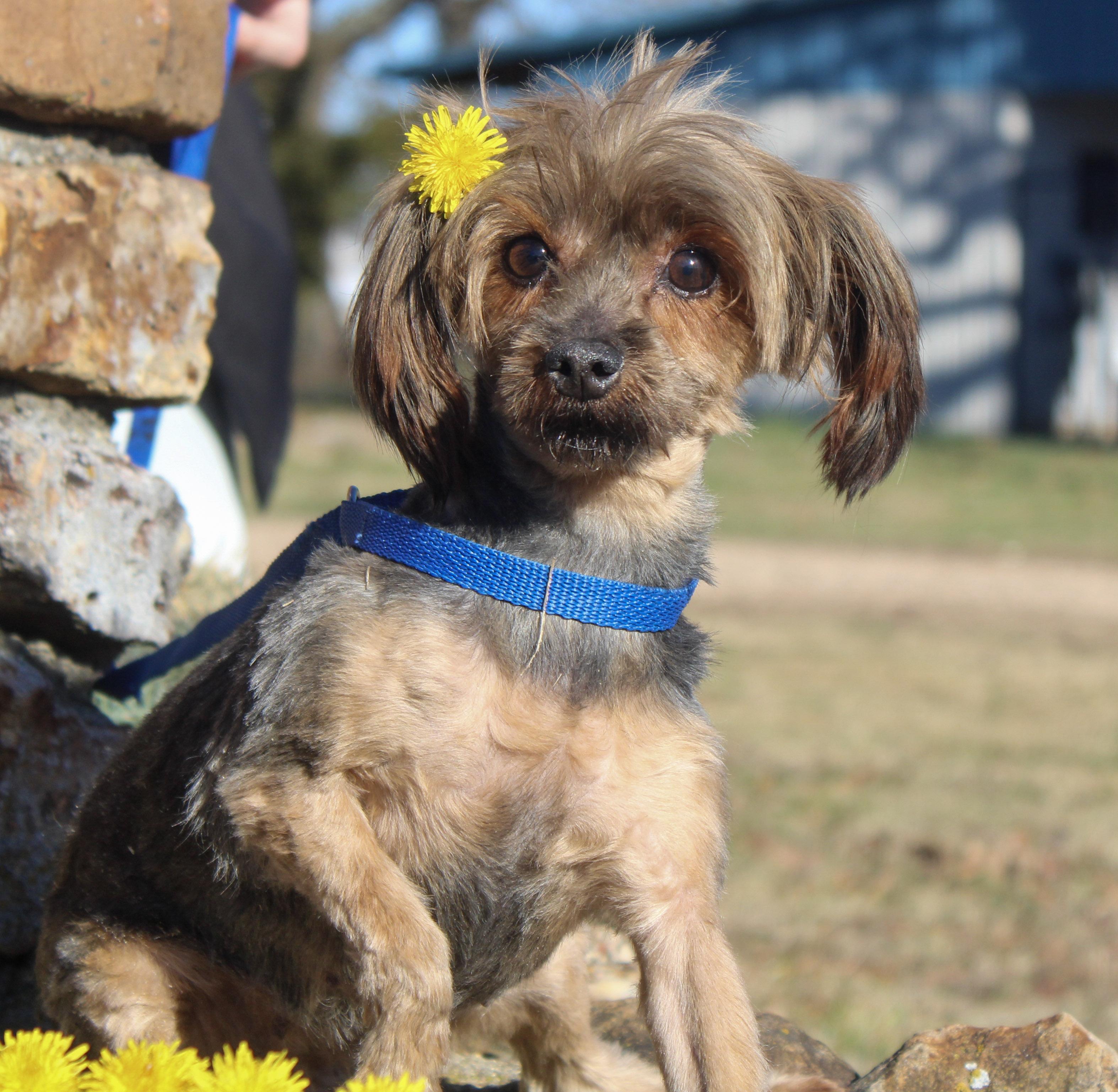 Bibi Dahl, ADOPTABLE, Adult Female Yorkshire Terrier.