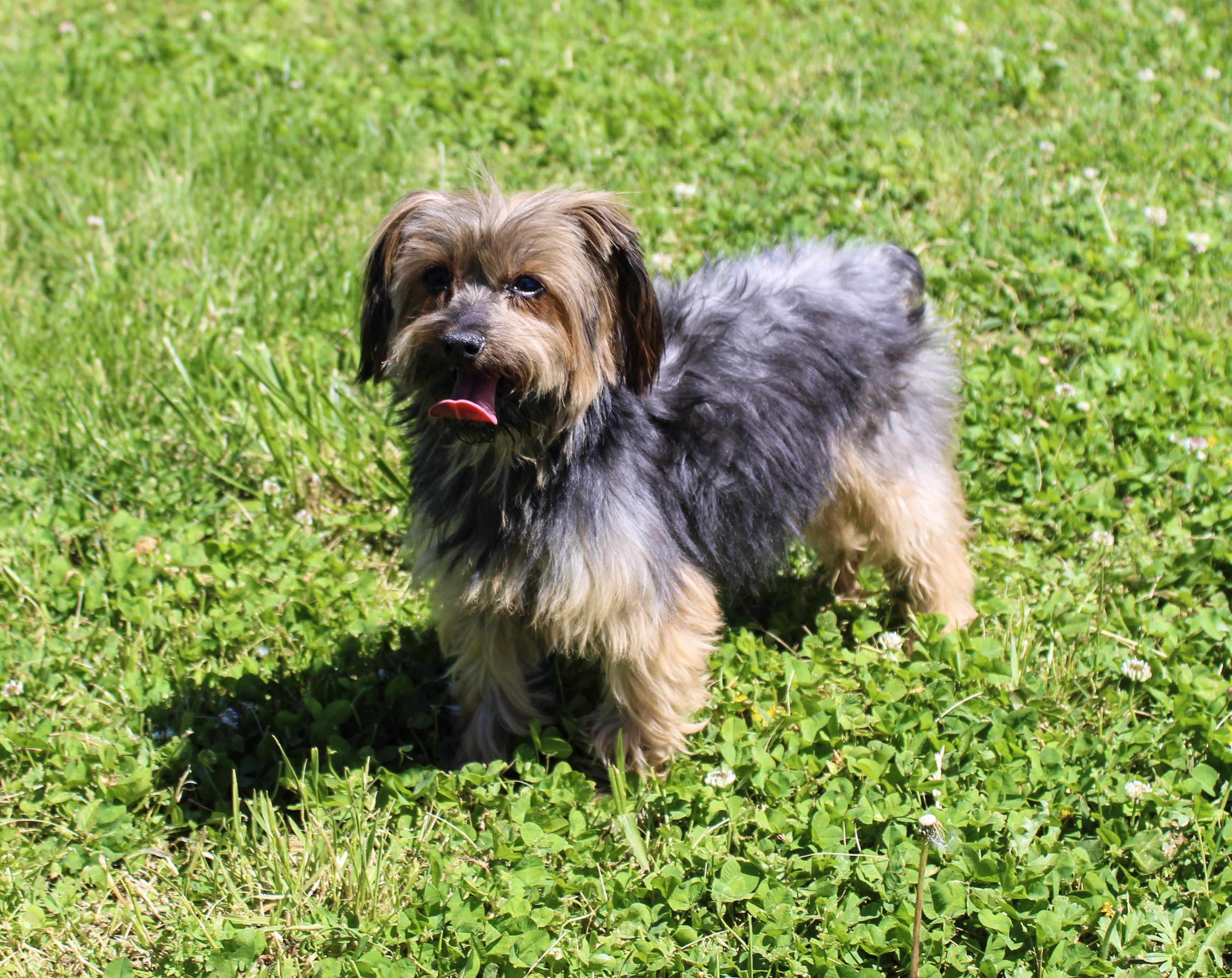 Bibi Dahl, an adoptable Yorkshire Terrier in Neosho, MO image 2/4