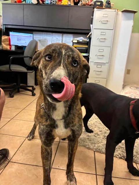 Misty, a ADOPTABLE mixed breed in Mason City, IL image 1/5
