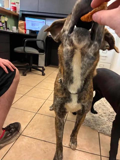 Misty, a ADOPTABLE mixed breed in Mason City, IL image 4/5
