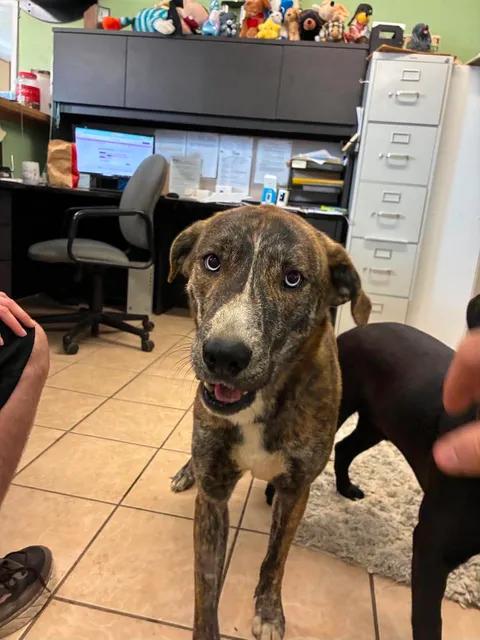 Misty, a ADOPTABLE mixed breed in Mason City, IL image 3/5