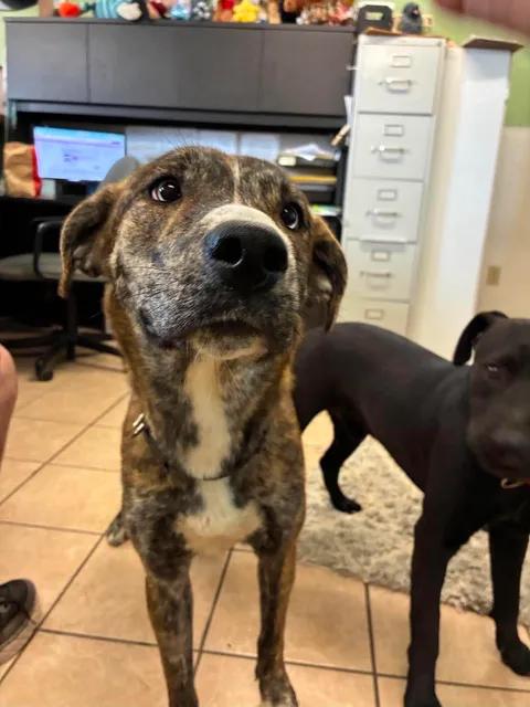 Misty, a ADOPTABLE mixed breed in Mason City, IL image 2/5