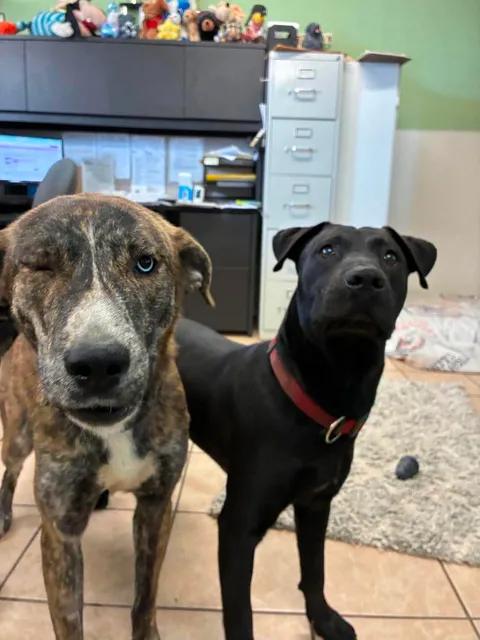 Misty, a ADOPTABLE mixed breed in Mason City, IL image 5/5