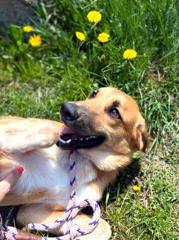 Koby, an adopted mixed breed in Bedford Hills, NY image 4/6