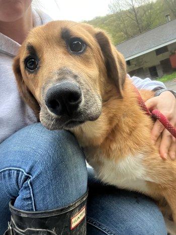 Koby, an adopted mixed breed in Bedford Hills, NY image 1/6