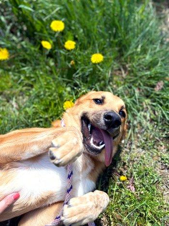 Koby, an adopted mixed breed in Bedford Hills, NY image 5/6