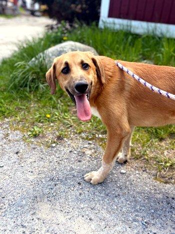 Koby, an adopted mixed breed in Bedford Hills, NY image 3/6
