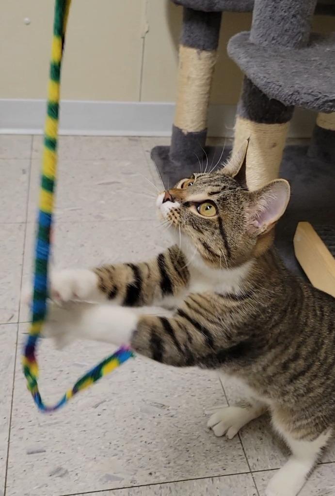 AUTUMN, Adoptable, Young Female Domestic Short Hair.