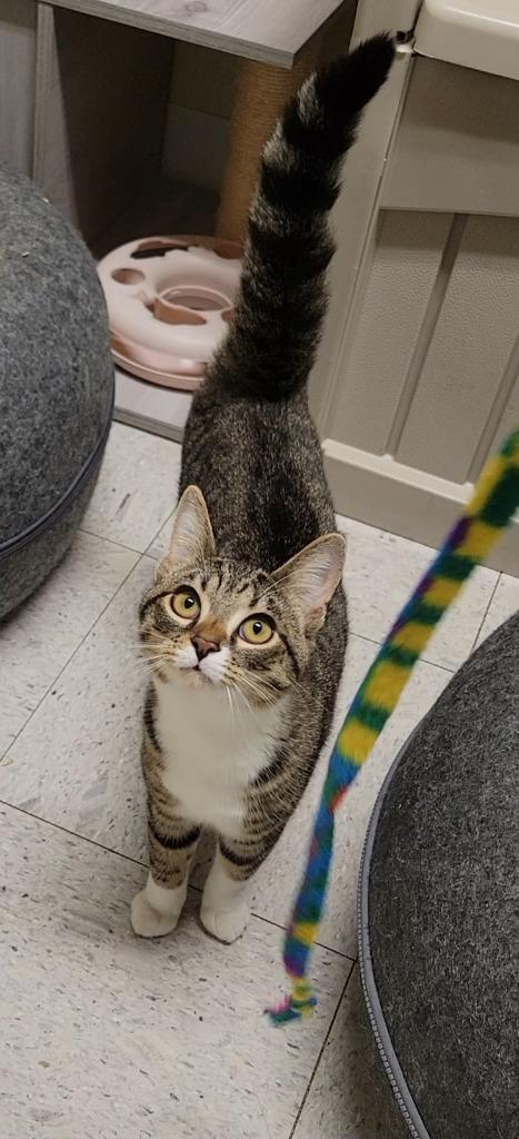 Enlarge AUTUMN, a Adoptable mixed breed in Sandusky, OH image 2/2