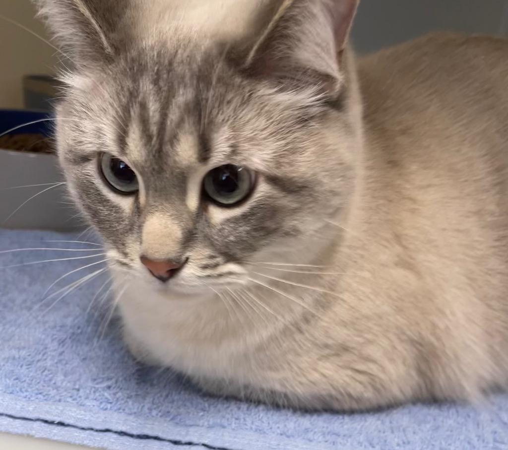 Biscuits, Adopted, Young Male Domestic Short Hair.