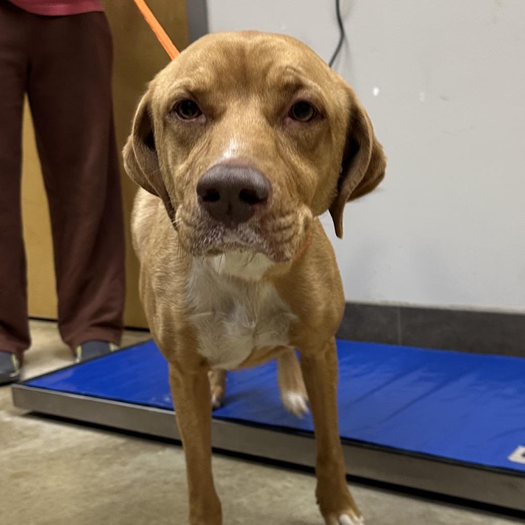 Annabelle - 070803T-3, Adoptable, Adult Female Yellow Labrador Retriever.
