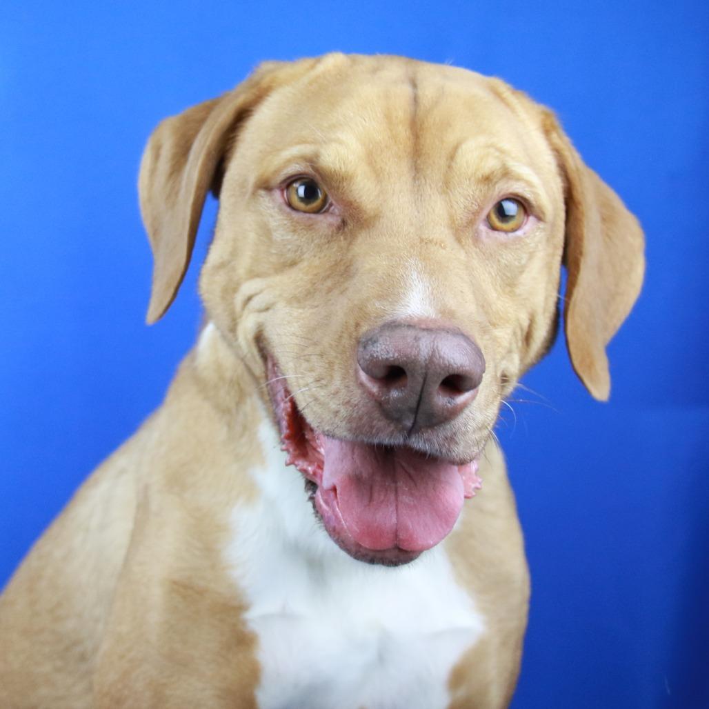 Annabelle - 070803T-3, a Adoptable Yellow Labrador Retriever in Tupelo, MS image 3/4