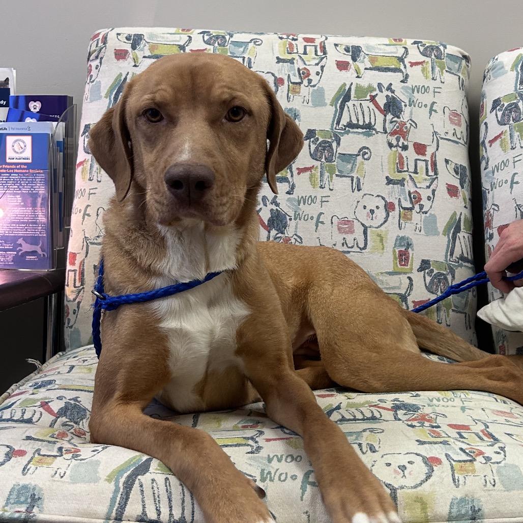 Annabelle - 070803T-3, a Adoptable Yellow Labrador Retriever in Tupelo, MS image 4/4
