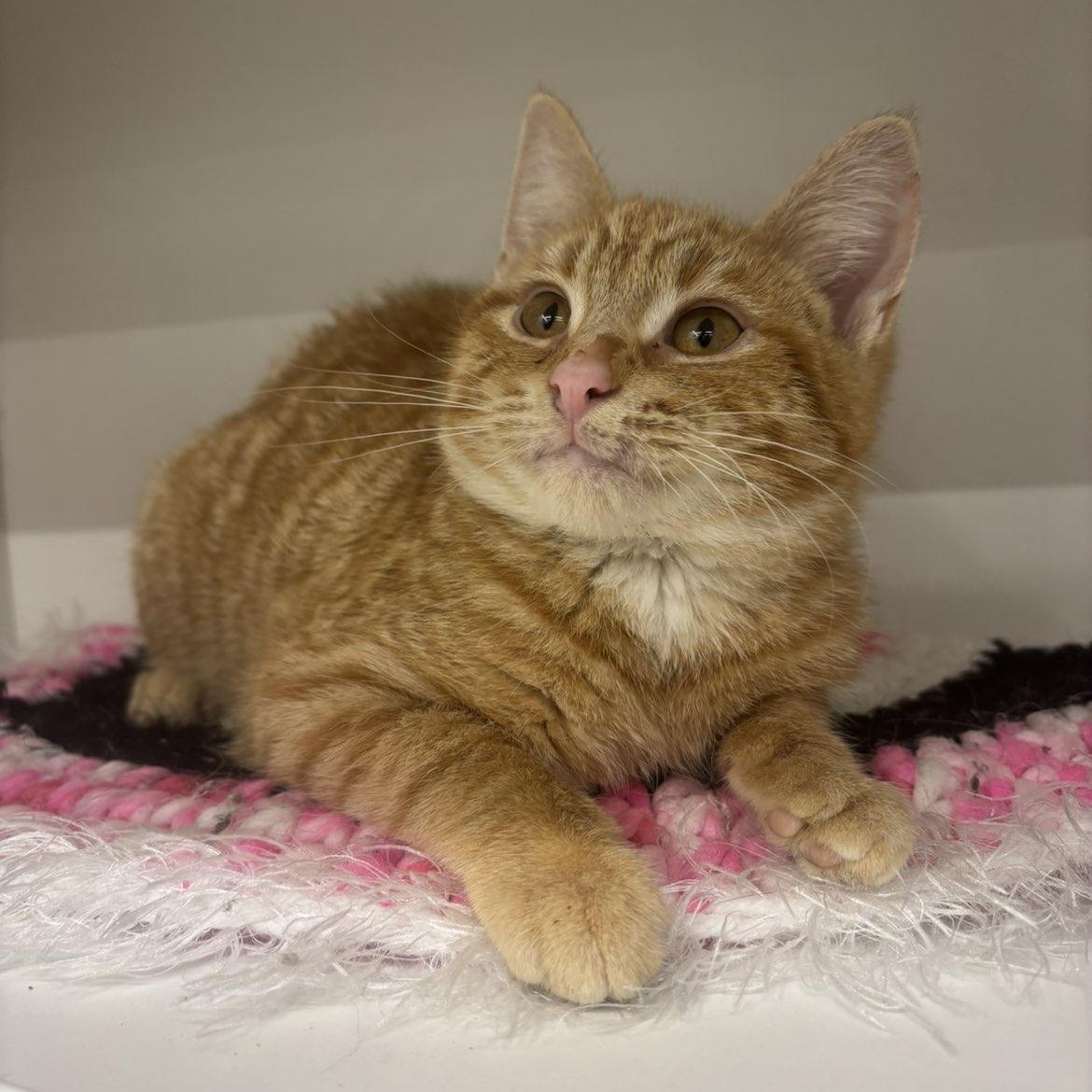 Enlarge Scooty, an adopted Domestic Short Hair in Pardeeville, WI image 3/5