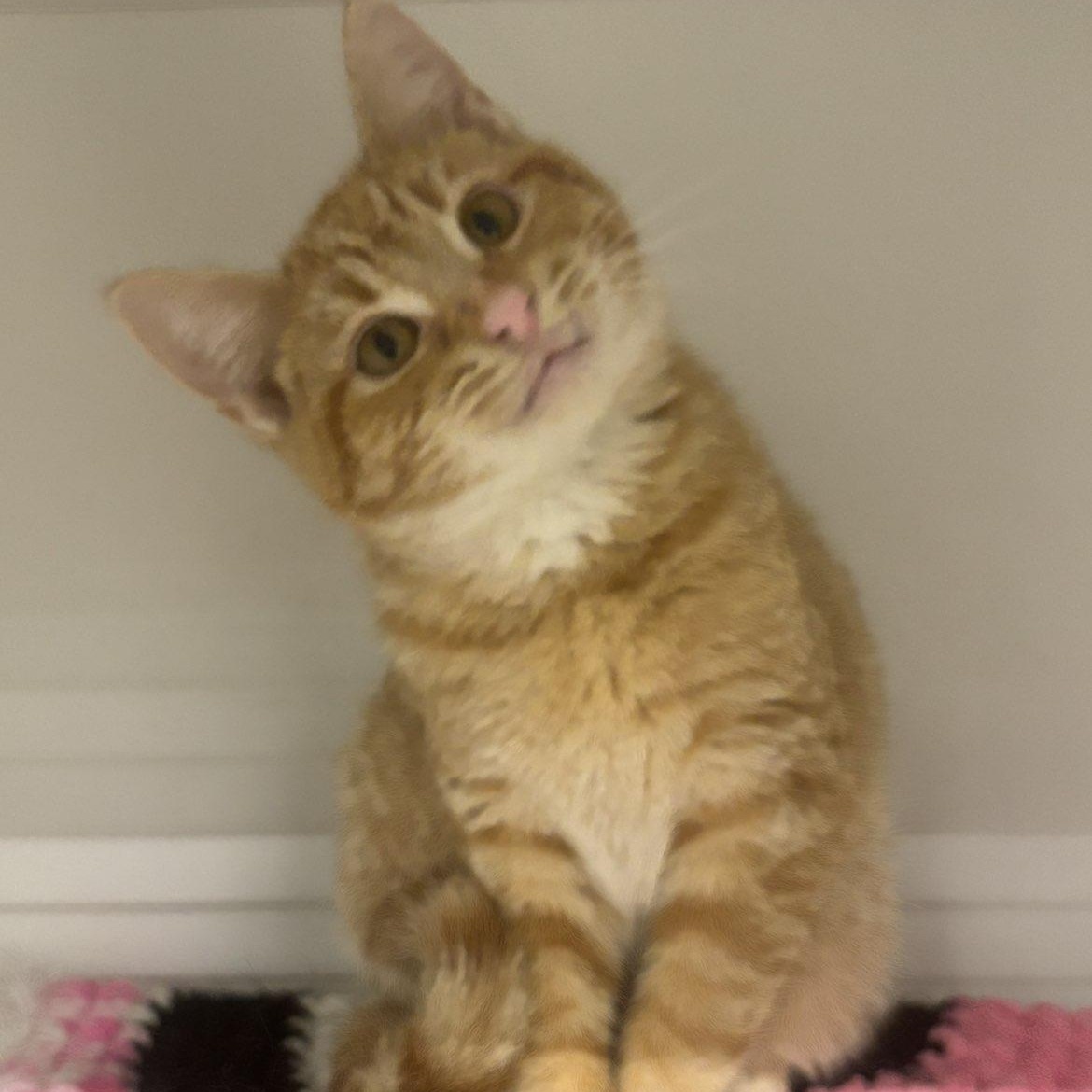 Scooty, adopted, Kitten Male Domestic Short Hair.