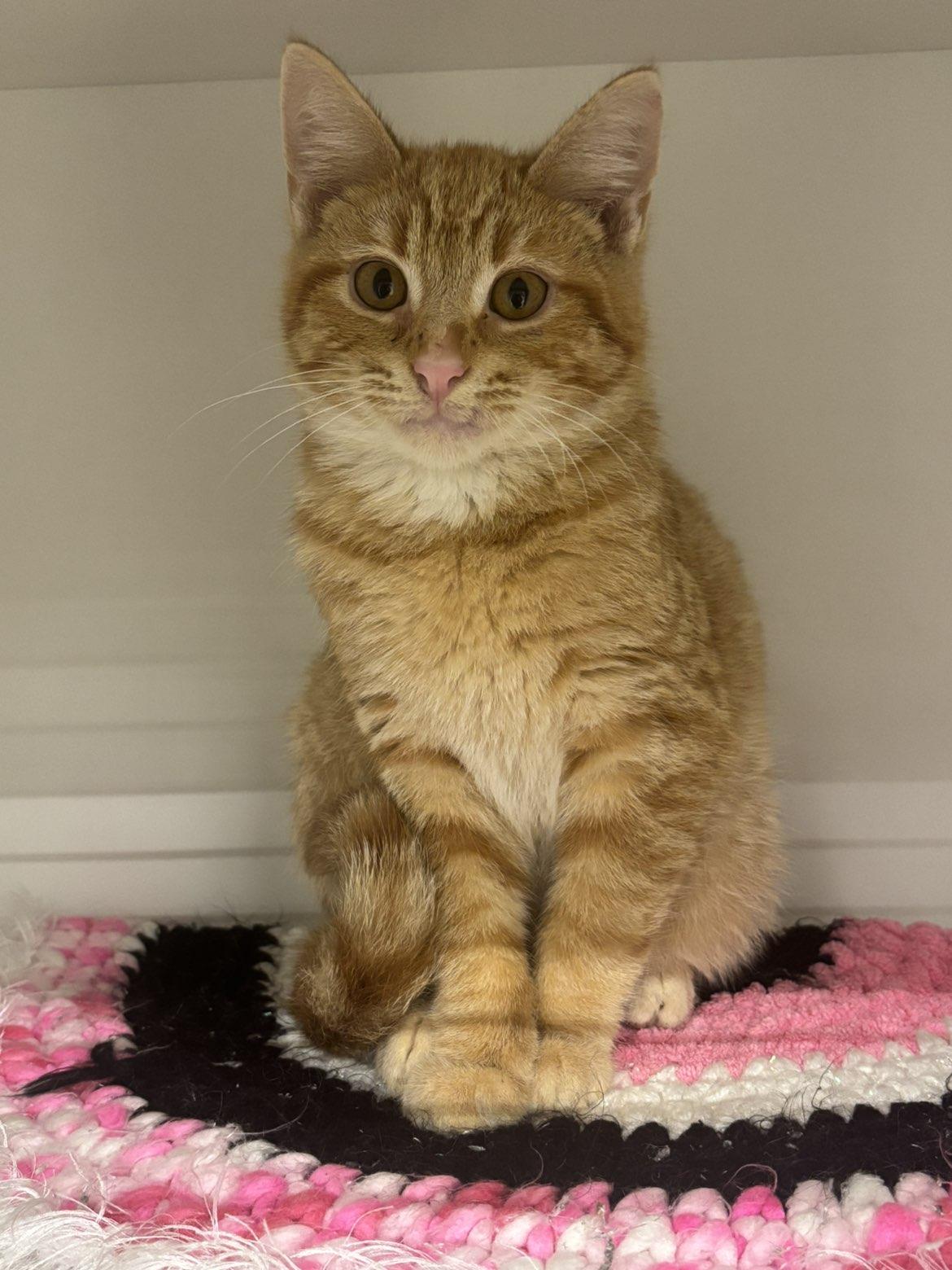 Enlarge Scooty, an adopted Domestic Short Hair in Pardeeville, WI image 4/5