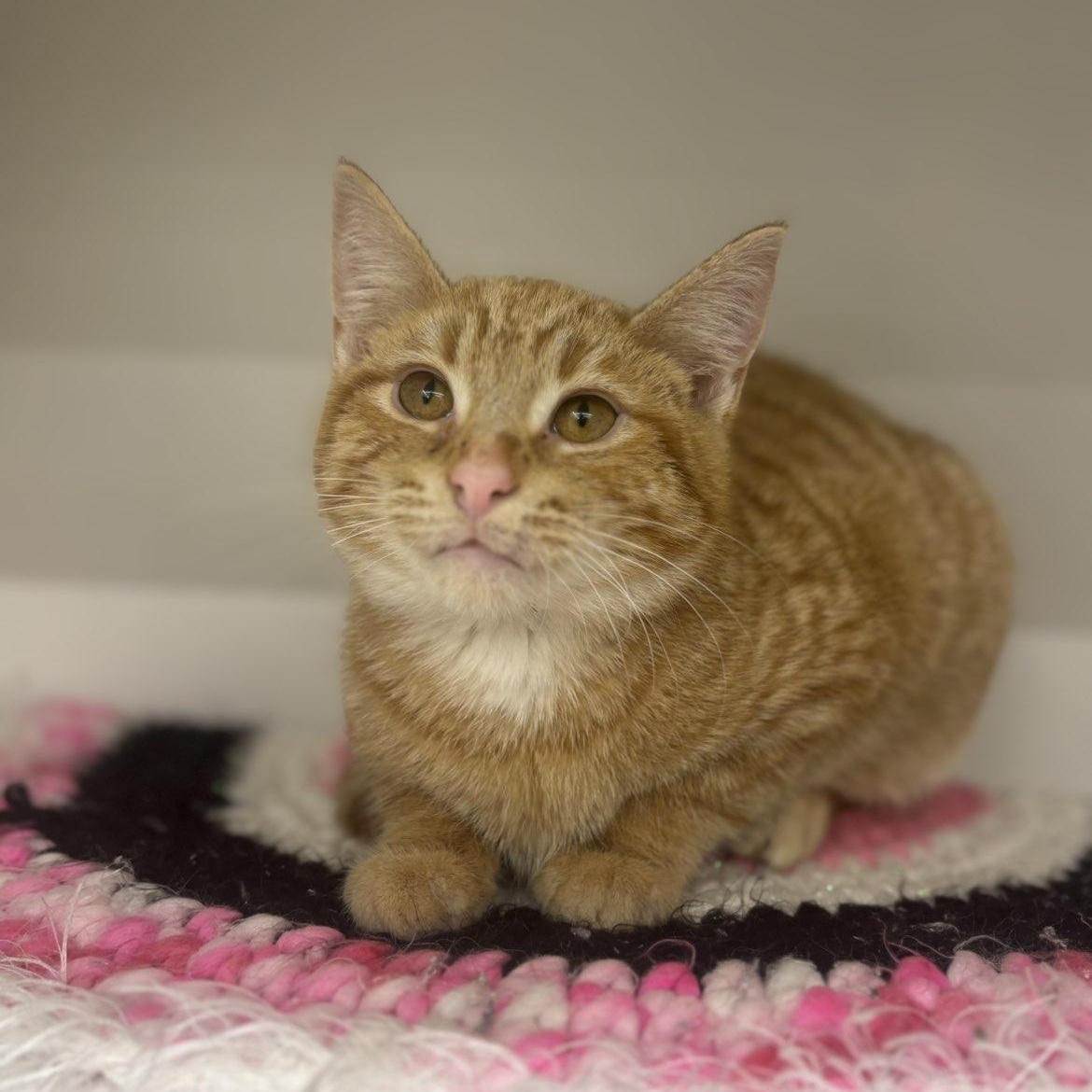 Enlarge Scooty, an adopted Domestic Short Hair in Pardeeville, WI image 5/5