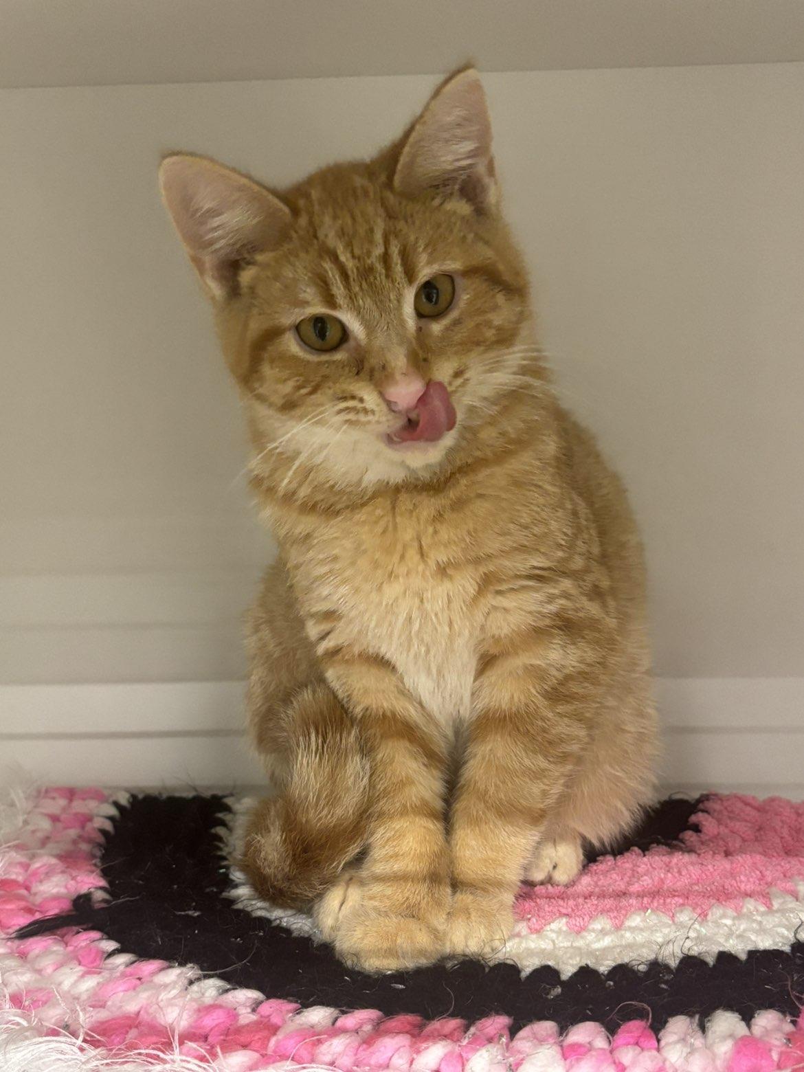 Enlarge Scooty, an adopted Domestic Short Hair in Pardeeville, WI image 2/5