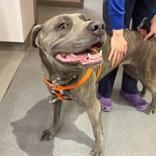 Gabby, Adoptable, Adult Female Cane Corso.