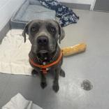 Enlarge Gabby, a Adoptable Cane Corso in Hilliard, OH image 2/2