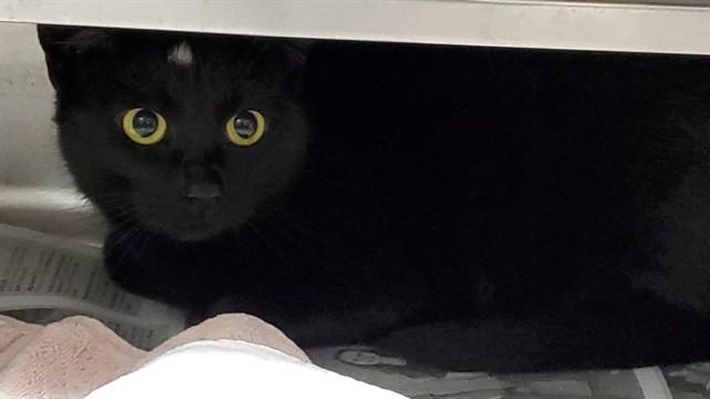 Enlarge PEPPER, a Adoptable Domestic Short Hair in Aurora, IL image 1/1