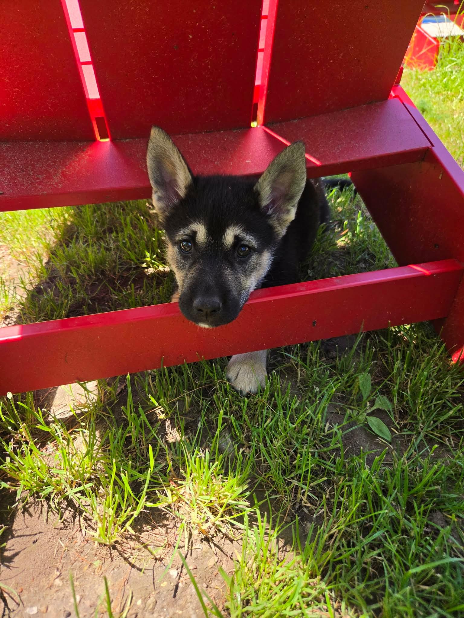 Karlee, adopted, Puppy Female Husky & Shepherd.