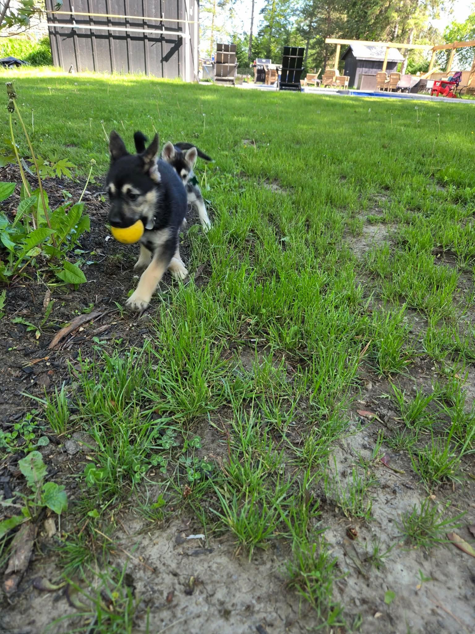 Karlee, an adopted mixed breed in Newmarket , ON image 2/4