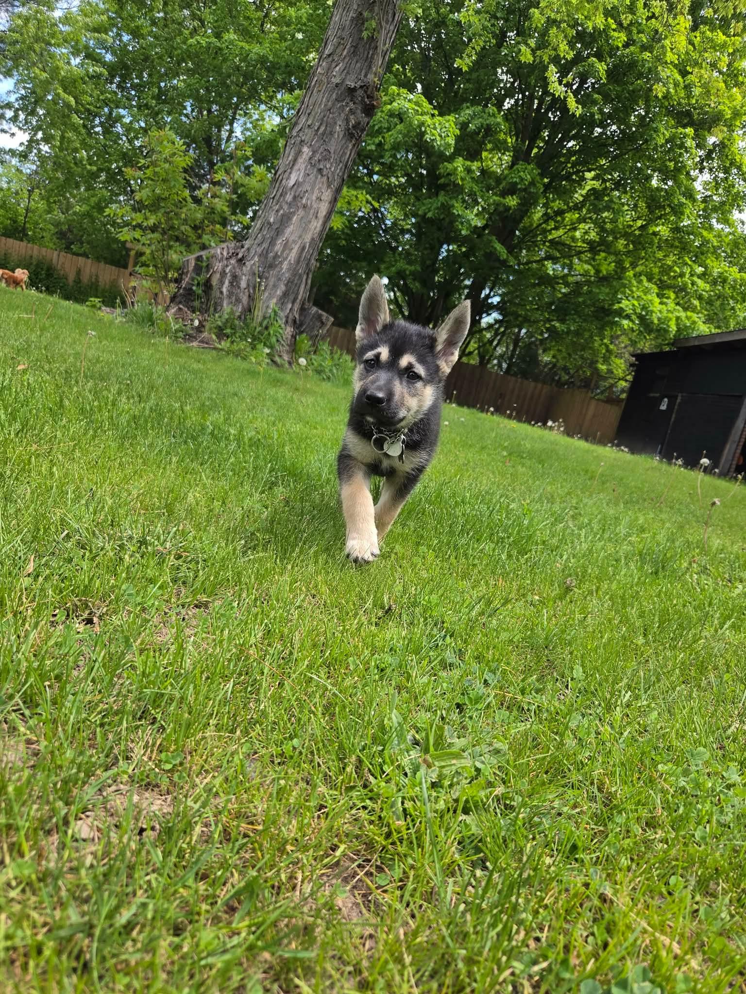 Karlee, an adopted mixed breed in Newmarket , ON image 4/4