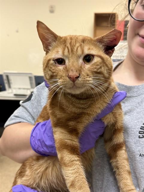 Enlarge GARFIELD, a Adoptable Domestic Short Hair in Miami, FL image 1/1
