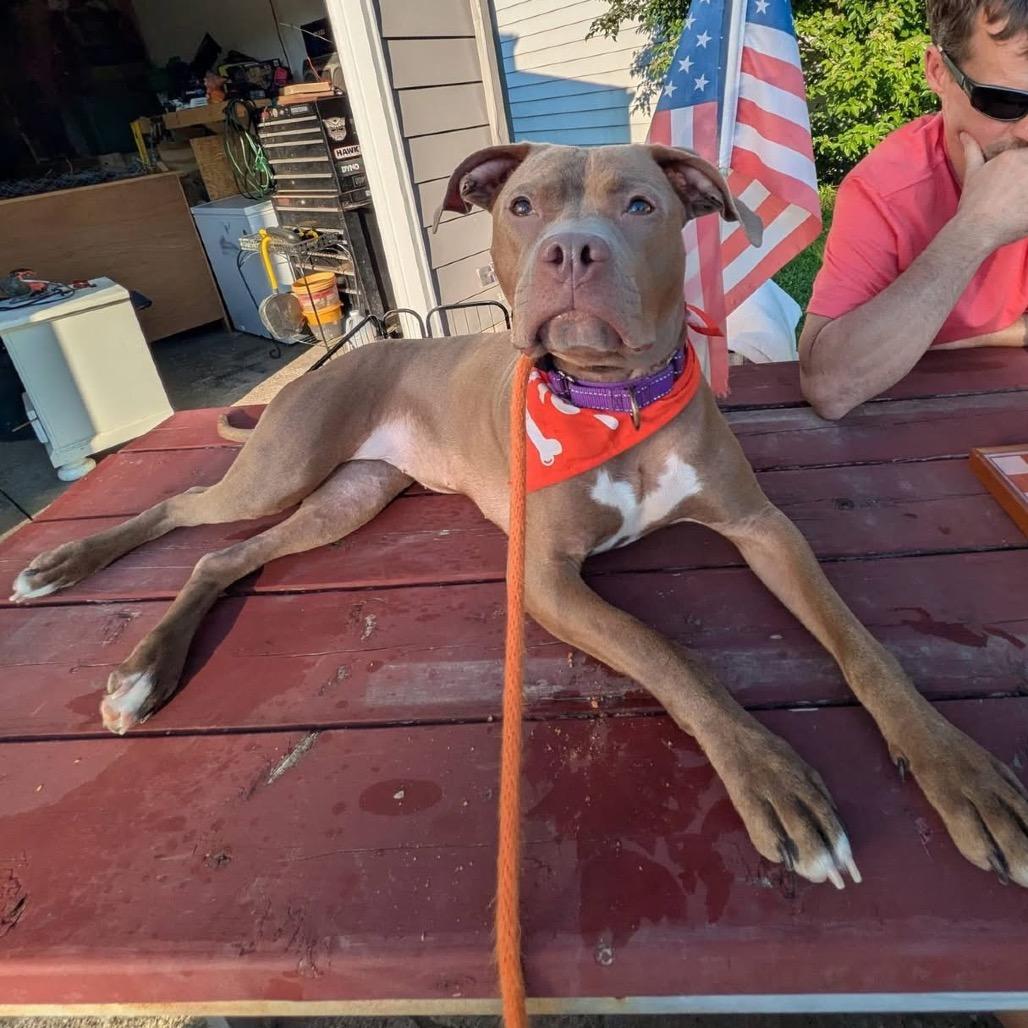 Paulie Girl, a Adoptable mixed breed in Avon, OH image 1/6
