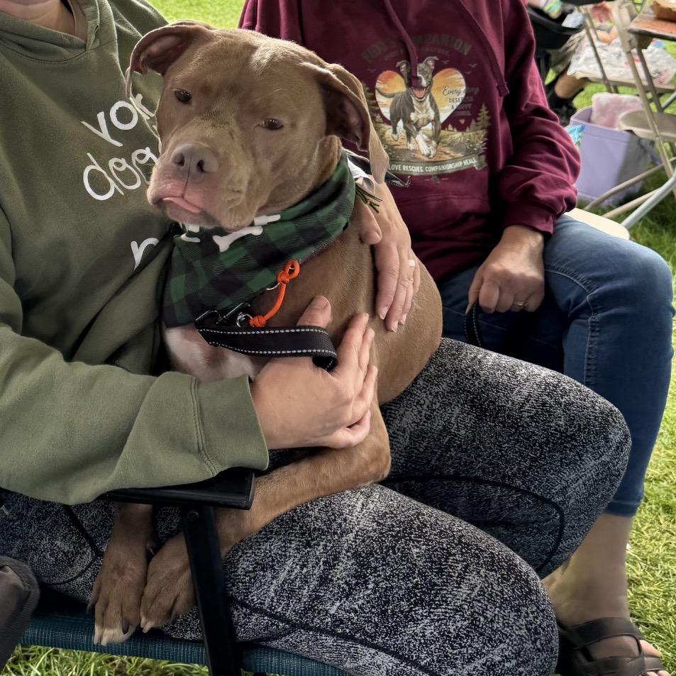 Paulie Girl, Adoptable, Adult Female Pit Bull Terrier & Mixed Breed.