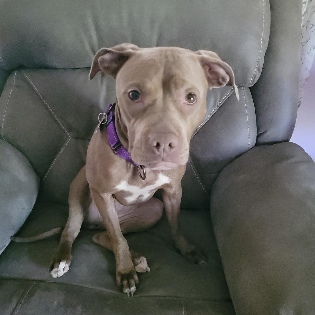 Paulie Girl, Adoptable, Adult Female Pit Bull Terrier & Mixed Breed.