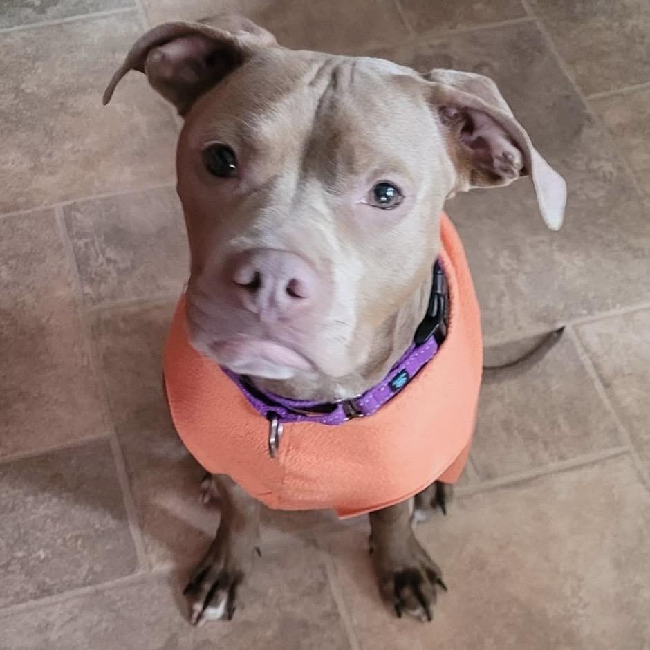 Paulie Girl, a Adoptable mixed breed in Avon, OH image 2/6