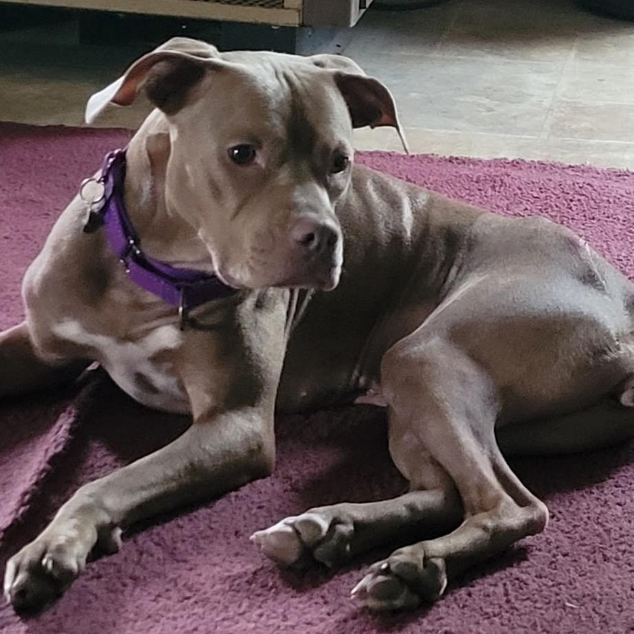 Paulie Girl, a Adoptable mixed breed in Avon, OH image 3/6