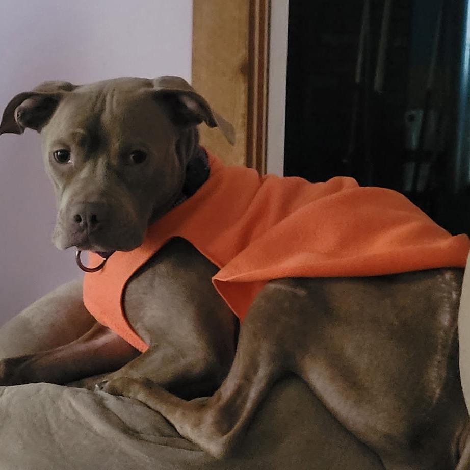 Paulie Girl, a Adoptable mixed breed in Avon, OH image 4/6