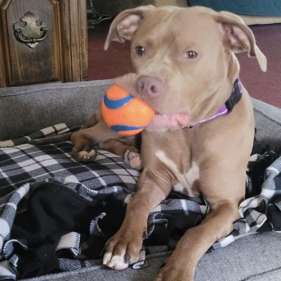 Paulie Girl, a Adoptable mixed breed in Avon, OH image 5/6