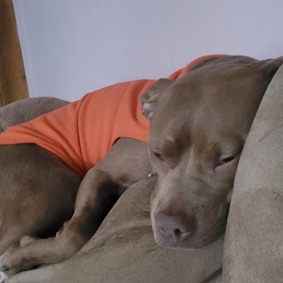 Paulie Girl, a Adoptable mixed breed in Avon, OH image 6/6