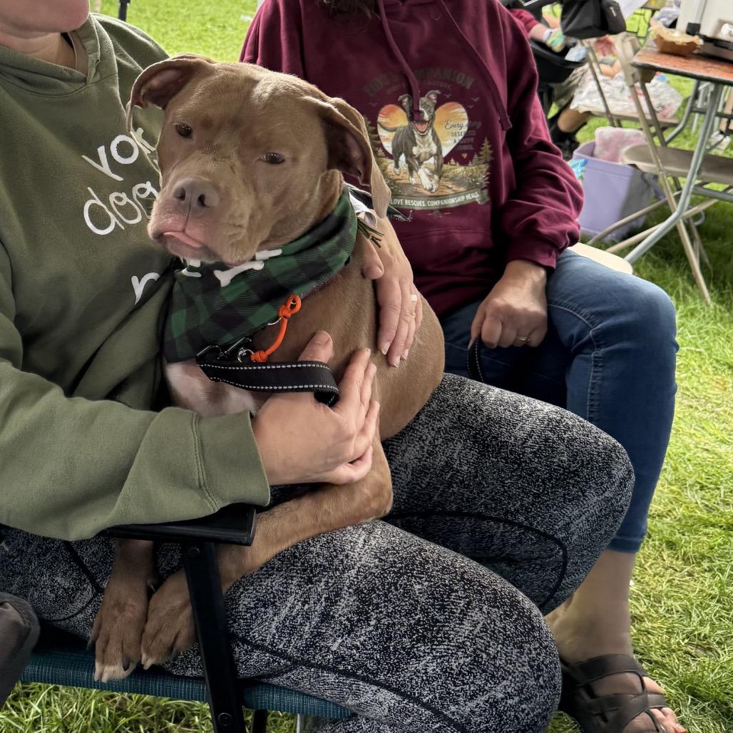 Enlarge Paulie Girl, a Adoptable mixed breed in Avon, OH image 6/6