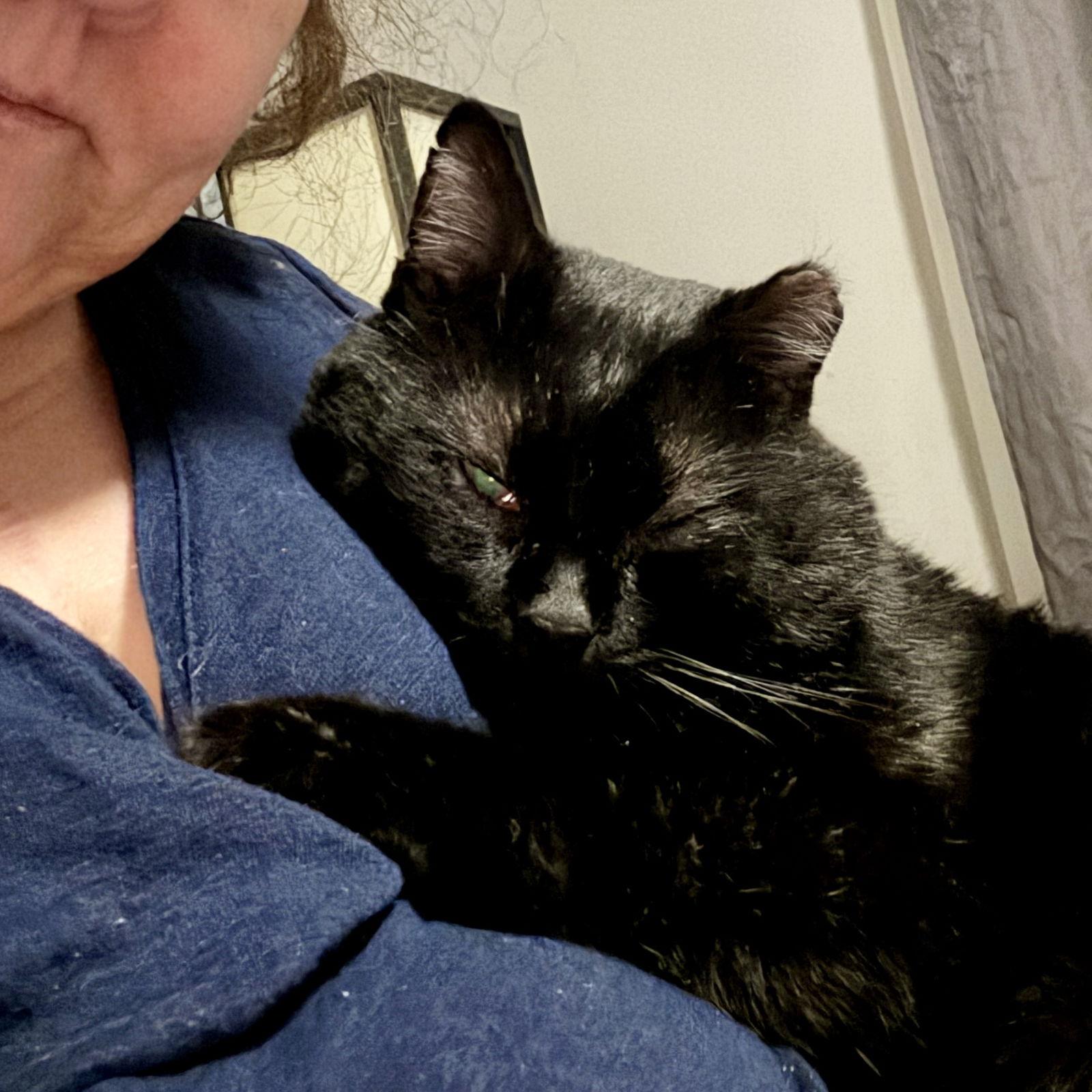 Enlarge Victor, a Adoptable Domestic Short Hair in Minneapolis, MN image 1/3