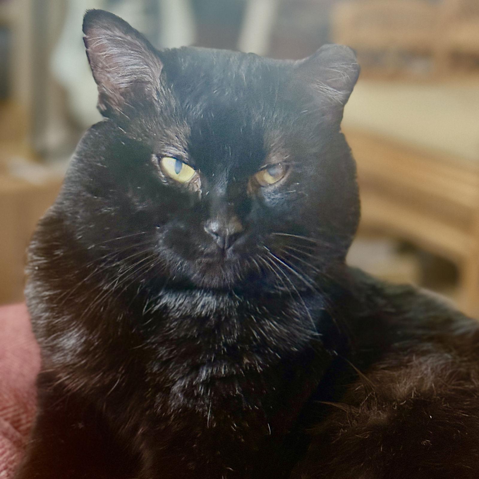 Enlarge Victor, a Adoptable Domestic Short Hair in Minneapolis, MN image 2/3