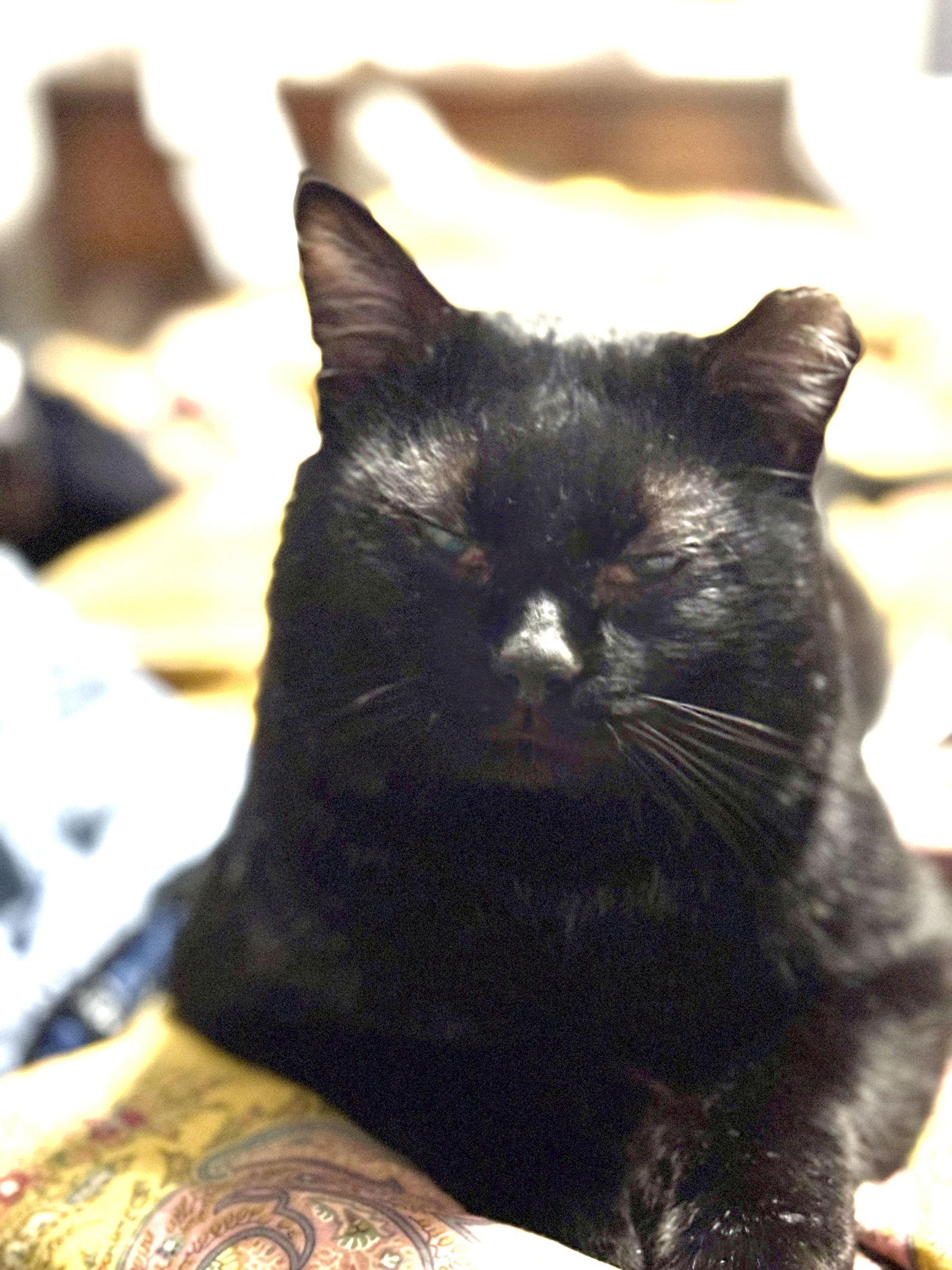 Enlarge Victor, a Adoptable Domestic Short Hair in Minneapolis, MN image 3/3