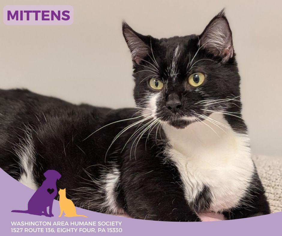 Enlarge Mittens, a ADOPTABLE mixed breed in Eighty Four, PA image 1/1