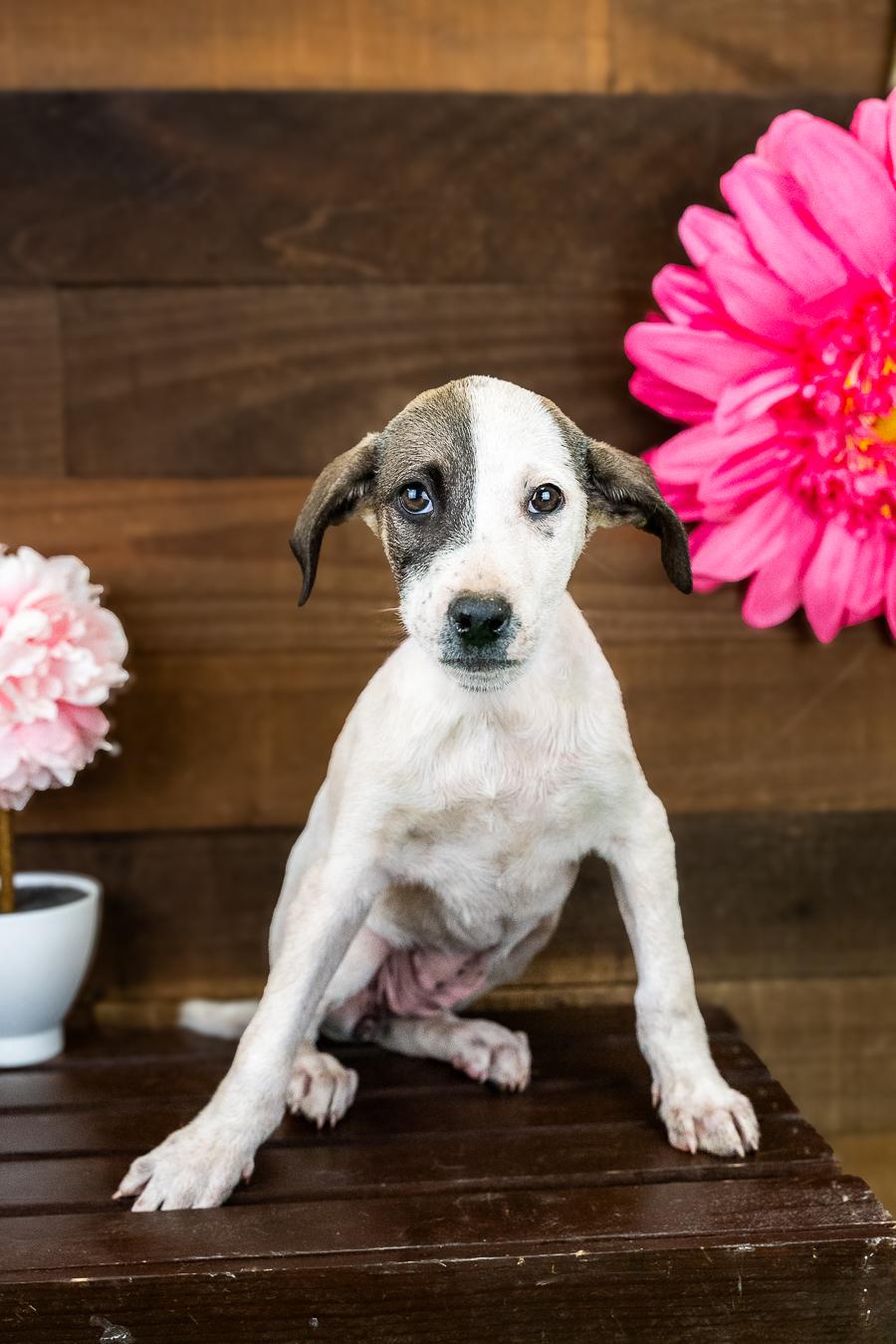 473-26, ADOPTABLE, Puppy Female Terrier.