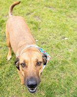 Ladybird, an adoptable Coonhound in Hamilton, MT image 2/3