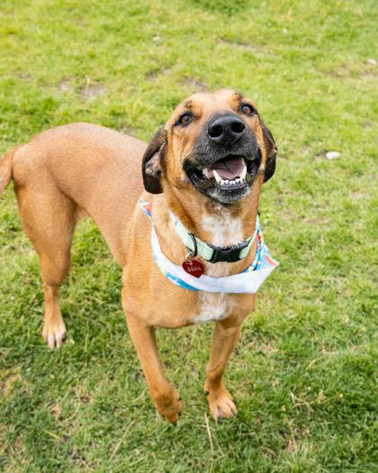 Ladybird, an adoptable Coonhound in Hamilton, MT image 1/3
