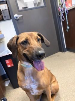 Ladybird, a ADOPTABLE Coonhound in Hamilton, MT image 2/3