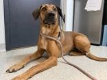 Ladybird, an adoptable Coonhound in Hamilton, MT image 3/3